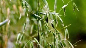 Special Allergie, Allergie, Gräser, Gras