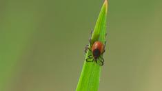 Zecke auf einem grünen Blatt, Borreliose, FSME, Zecken