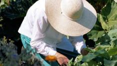 Hausmittel: Frau mit Hut im Kräutergarten, Hausmittel, Kräutergarten
