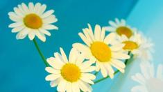 Kamille, Blumen