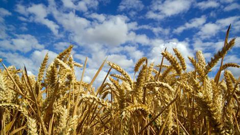 Getreidefeld mit blauem Himmel Getreide, Gluten, Glutenunverträglichkeit, Klebeeiweiß