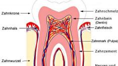 Aufbau der Zähne, Zahn, Zähne, Aufbau, Anatomie