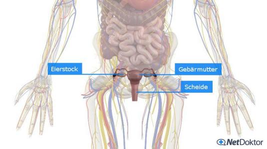 Ausbleiben Der Periode Wann Zum Arzt www.netdoktor.de