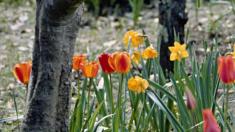 Pollenflugkalender: Blumen, Pollenflugkalender: Blumen