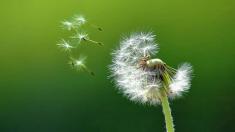 Pusteblume Löwenzahn, Allergie, Heuschnupfen, Pollen, Läwenzahn