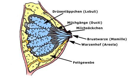 Warum bei ein die kleine Brust und bei anderen groß