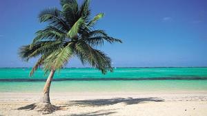 Sandstrand mit Palme, Meer, Reisen, Strand, Urlaub, Palmen