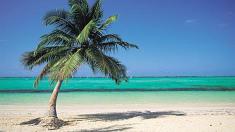 Sandstrand mit Palme, Meer, Reisen, Strand, Urlaub, Palmen