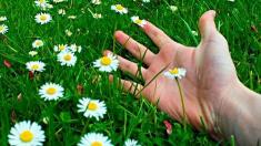 Hand auf einer Wiese, Hand, Wiese