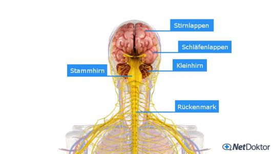 Was Passiert Im Kopf Bei Kopfschmerzen www.netdoktor.de