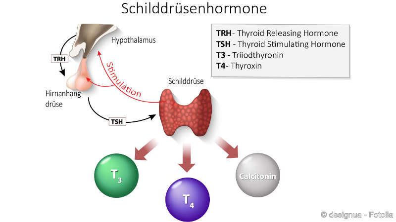 Was Ist Eine Latente Hypothyreose www.netdoktor.de