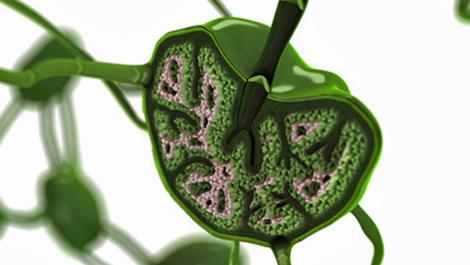 Therapie: Wächterlymphknoten-Entfernung (Sentinel-Lymphknoten-Biopsie ...