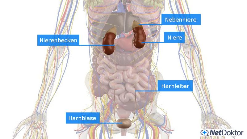 Wo hat man nierenschmerzen?